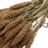 Pennisetum (Hirse)