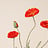 Papaver (Klaproos)
