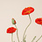 Papaver (Mohnblume)