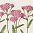 Achillea (Duizendblad)