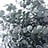 Euca (Eucalyptus)