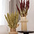 Amaranthus (Amarant)