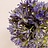 Allium (Zierlauch)