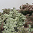 Daucus (Wilde peen)