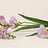 Freesia (Freesia)