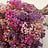 Gypsophila (Gipskruid)