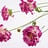 Dianthus (Anjer)