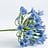 Agapanthus (Afrikaanse Lelie)