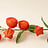 Physalis (Lampionplant)