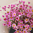 Rhodanthe