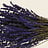 Lavandula (Lavendel)