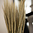 Hordeum (Gerst)