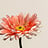 Gerbera (Gerbera)