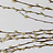 Salix (Wilgenkatjes)