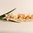 Gladiolus (Gladiool)