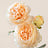 Ranunculus (Boterbloem)