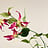 Gloriosa (Prachtlelie)