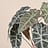Alocasia (Olifantsoor)
