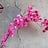 Bougainvillea