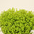 Alchemilla (Vrouwenmantel)