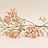 Gypsophila (Gipskruid)