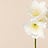 Amaryllis (Amaryllis)