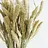 Setaria (Vossenstaart)