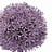 Allium (Sierui)
