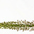 Eremurus (Naald van Cleopatra)