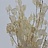 Lunaria (Judaspenning)