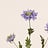 Scabiosa (Duifkruid)