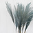 Stipa Pennata (Vedergras)