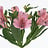Alstroemeria (Alstroemeria)