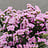 Limonium (Statice)