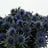Eryngium (Kruisdistel)