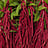 Amaranthus (Amarant)