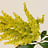 Astilbe (Astilbe)