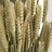Triticum (Tarwe)