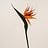 Strelitzia (Paradijsvogelbloem)