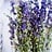 Delphinium (Ridderspoor)