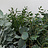 Eucalyptus (Eucalyptus)