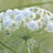 Ammi (Kantbloem)