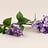 Syringa (Sering)
