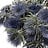 Erynchium (Kruisdistel)