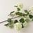 Viburnum (Sneeuwbal)