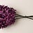 Hyacinthus (Hyacint)