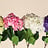 Hydrangea (Hortensia)
