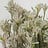 Anigozanthos (Kangoeroepoot)