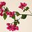 Bougainvillea (Bougainvillea)