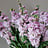Antirrhinum (Leeuwenbek)